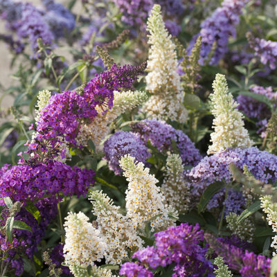 Buddleia Tricolour Butterfly Bush, White, Pink and Blue Flowers, Hardy and Easy to Grow Garden Ready Plant, 2L Pot, 45cm Tall