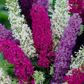 Buddleia Tricolour - Multicoloured Blooms, Vibrant Display (30-50cm Height Including Pot)