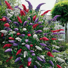 Buddleia Tricolour Plant Mix - Stunning Butterfly Bush, Colourful Flowers, Hardy (20-30cm, 3 Plants)