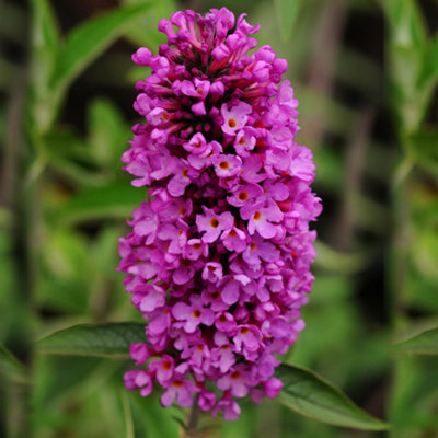 Buddleia Tutti Fruitti - Outdoor Flowering Shrub, Ideal for UK Gardens, Compact Size (15-20cm Height Including Pot)