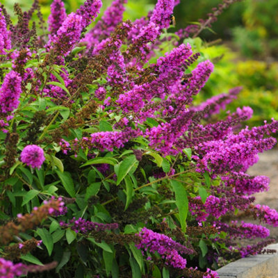 Buddleia Tutti Fruitti - Outdoor Flowering Shrub, Ideal for UK Gardens, Compact Size (15-20cm Height Including Pot)