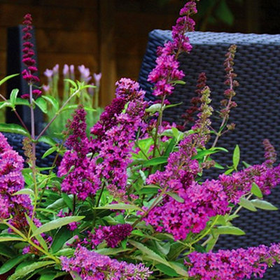 Buddleia Tutti Fruitti - Outdoor Flowering Shrub, Ideal for UK Gardens, Compact Size (15-20cm Height Including Pot)