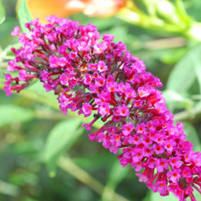 Buddleia Velvet - Outdoor Flowering Shrub, Ideal for UK Gardens, Compact Size (15-20cm Height Including Pot)
