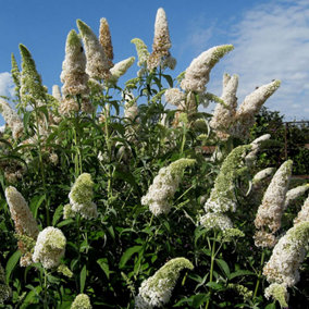 Buddleia White Profusion Garden Plant - Abundant White Blooms, Attracts Butterflies (15-30cm Height Including Pot)