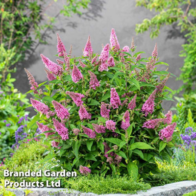 Buddleja Butterfly Candy Little Pink 3 Litre Potted Plant x 1