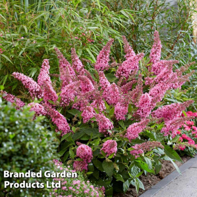 Buddleja Butterfly Candy Little Pink 3 Litre Potted Plant x 1 - 3