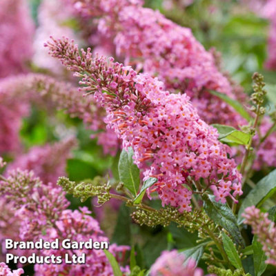 Buddleja Butterfly Candy Little Pink 3 Litre Potted Plant x 1 - 4