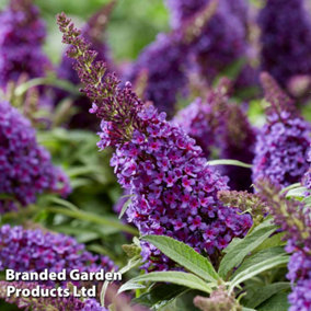 Buddleja Butterfly Candy Little Purple 3 Litre Potted Plant x 1
