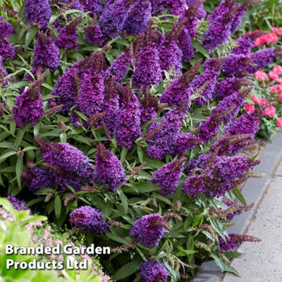 Buddleja Butterfly Candy Little Purple 3 Litre Potted Plant x 1