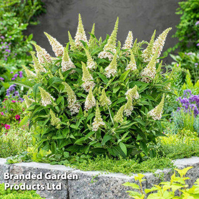 Buddleja Butterfly Candy Little White 9cm Pot x 1