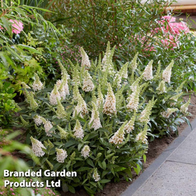 Buddleja Butterfly Candy Little White 9cm Pot x 1 - 3