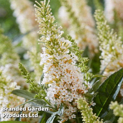 Buddleja Butterfly Candy Little White 9cm Pot x 1 - 4