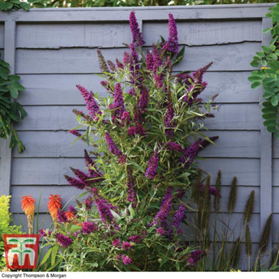 Buddleja 'Butterfly Towers' 9cm - 3 plants