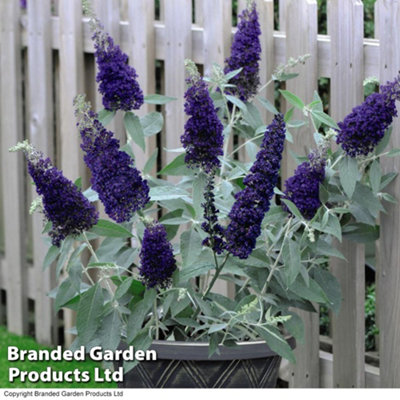 Buddleja Buzz Indigo 50mm Plug Plant x 2