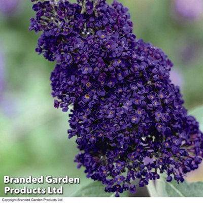 Buddleja Buzz Indigo 50mm Plug Plant x 2 - 3