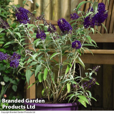 Buddleja Buzz Indigo 50mm Plug Plant x 2 - 4