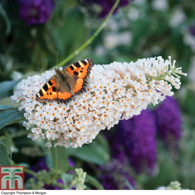 Buddleja Buzz Ivory 50mm Plug Plant x 2