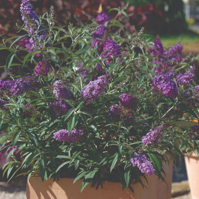 Buddleja Buzz Lavender Patio Compact Butterfly Bush for Gardens & Pots ...