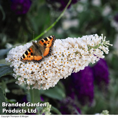 Buddleja Buzz Plug Plant Duo - 2 Plants (Contains 1 each of Buddleja Buzz Ivory & Indigo)