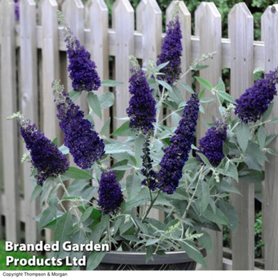 Buddleja Buzz Plug Plant Duo - 2 Plants (Contains 1 each of Buddleja Buzz Ivory & Indigo)