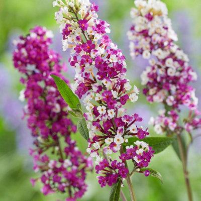 Buddleja davidii Berries and Cream 9cm Potted Plant x 1