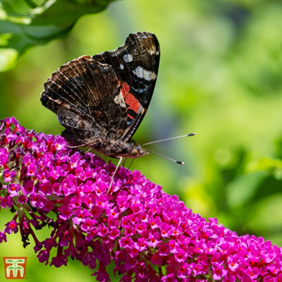 Buddleja Davidii Masquerade 3.6 Litre Potted Plant x 1