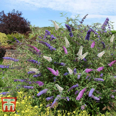 Buddleja Davidii Triple 3-in-1 12cm Potted Plant x 2