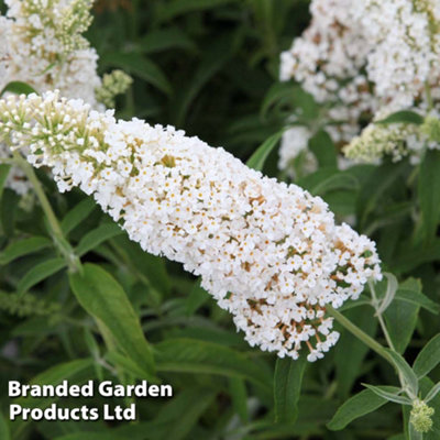 Buddleja Davidii White Profusion 3.6 Litre Potted Plant x 1