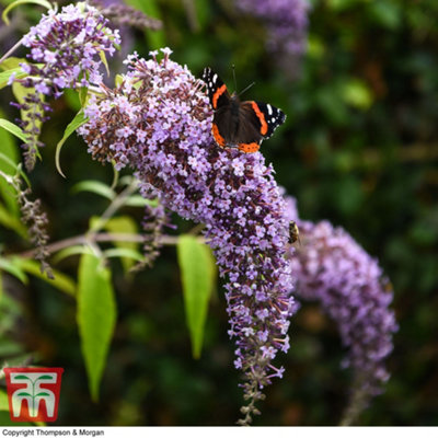 Buddleja davidii Wisteria Lane 3.6 Litre Potted Plant x 1