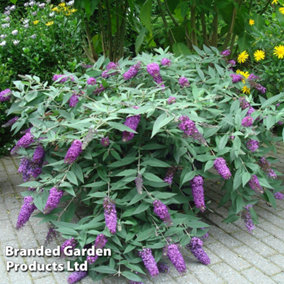 Buddleja Dreaming Purple 9cm Potted Plant x 1