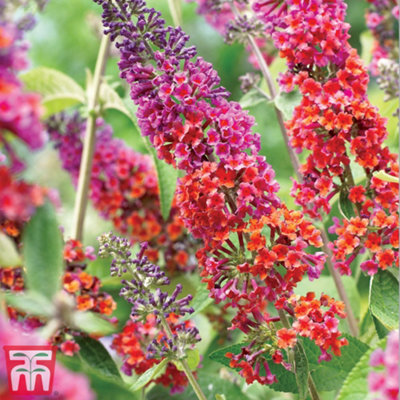 Buddleja Flower Power 9cm Potted Plant x 1