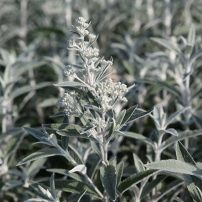 Buddleja Silver Anniversary 3.6 Litre Potted Plant x 1