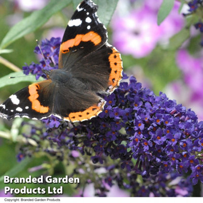 Buddleja Tricolour Butterfly Bush - 2 Litre Potted Plant x 1