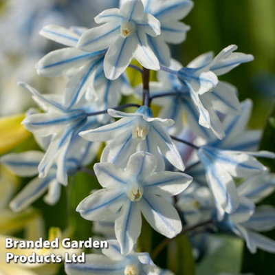 Bulbs Spring Flowering Mixed 100 Bulbs - 6
