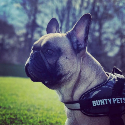 Bunty Adjustable Dog Harness, Yukon - Adjustable Snug & Secure Fit, No Pull Design, Back Mounted D-Ring and Handle - Pink Medium
