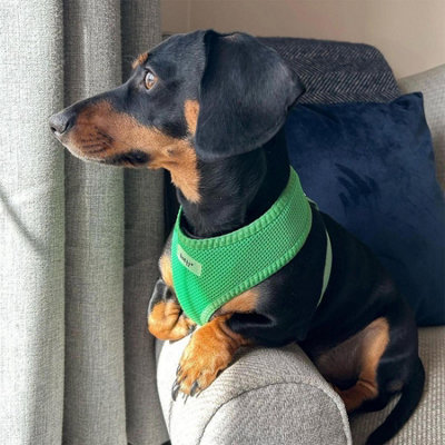 Bunty pet harness best sale