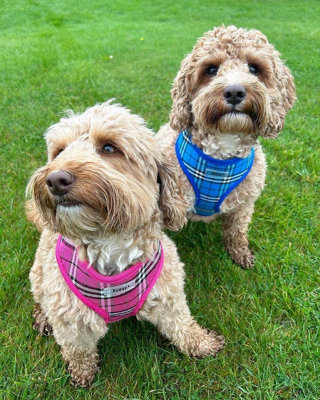 Bunty Tartan Small Dog Harness - Ideal Puppy Harness and Easily Adjustable No Pull Dog Harness for Small Dogs - Pink