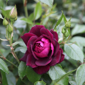 Burgundy Ice Rose Bush Red Flowering Roses Floribunda 4L Pot