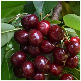 Burlat Cherry Tree 3-4ft 6L Pot,Dark Red, Sweet & Juicy Cherries,Ready to Fruit 3FATPIGS