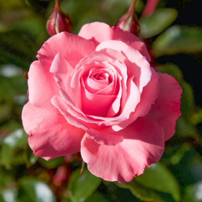 bush-rose-anne-s-rose-plant-