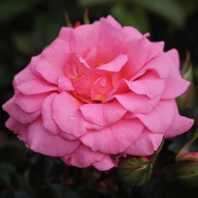 Bush Rose Anne's Rose Plant Hardy Plants Outdoor Garden Ready Garden ...