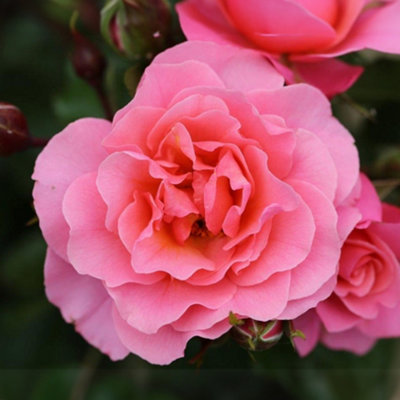 Bush Rose Anne's Rose Plant Hardy Plants Outdoor Garden Ready Garden ...