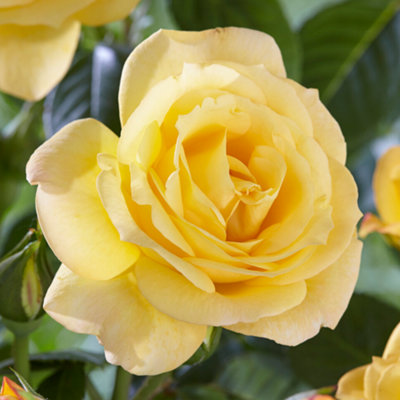 Bush Rose Arthur Bell Hardy Plants Outdoor Garden Ready Garden Plants ...