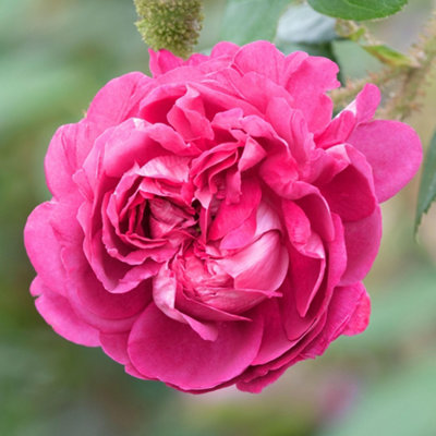 Bush Rose Belles Rives Plant Hardy Plants Outdoor Garden Ready Garden Plants (3 litre pot, 20-40cm)
