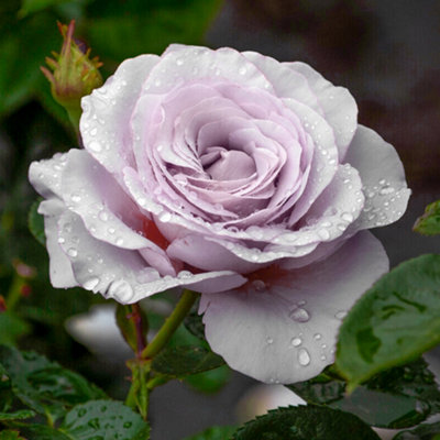 Bush Rose Blue Girl Flowering Hardy Plants Outdoor Garden Ready Garden ...
