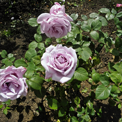 Bush Rose Blue Girl Flowering Hardy Plants Outdoor Garden Ready Garden ...