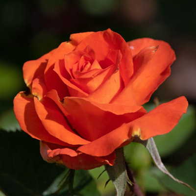Bush Rose Burning Desire Plant Hardy Plants Outdoor Garden Ready