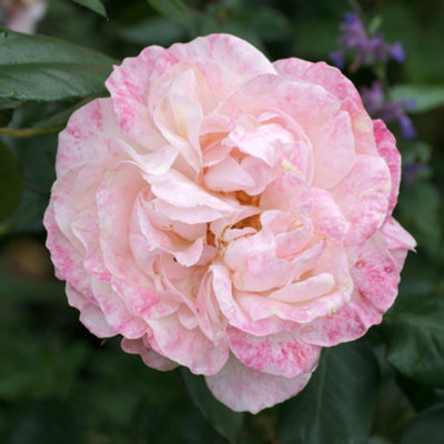 Bush Rose English Miss Plant Hardy Plants Outdoor Garden Ready Garden Plants (3 litre pot, 20-40cm)