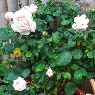 Bush Rose English Miss Plant Hardy Plants Outdoor Garden Ready Garden ...