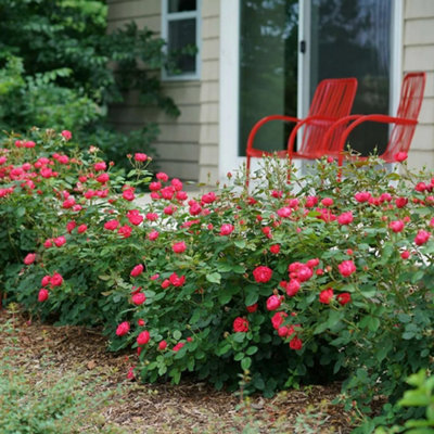 Bush Rose Eternity Plant Hardy Plants Outdoor Garden Ready Garden ...